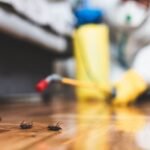 مكافحة حشرات بالرياض