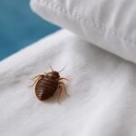 شركة مكافحة حشرات بالحرجة